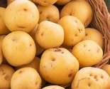 Kennebec Seed Potatoes Usda Certified For Planting White Potato Bulbs  - $28.20
