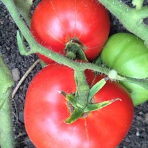 Dwarf Champion 15 Tomato Seeds Organic US Fast Shipping - $2.63