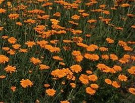 100 Pcs Orange Marguerite Daisy Flower Seeds #MNSS - £11.79 GBP
