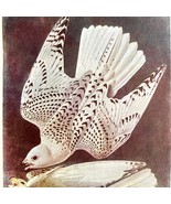 Gyrfalcon White Phase Bird Lithograph 1950 Audubon Antique Art Print DWP6C - $41.60 CAD