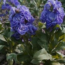 50 Pcs Blue Matthiola Incana Stock Flower Seeds #MNSS - £11.84 GBP