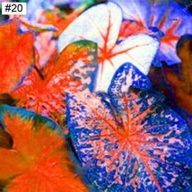 Item image 1 image 1