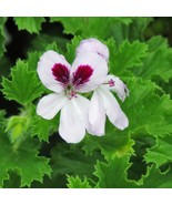 Fresh 15 Seeds Geranium Orange House Flowers Fast Shiping - $176.36 MXN