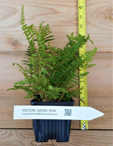 Western Sword Ferns (Polystichum Munitum) - Large 3.5 inch potted plants - £18.16 GBP+