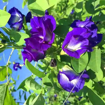 Easy Grow,, 50 Blue Butterfly Pea Seeds, Clitoria Ternatea Flower Seeds - $14.85