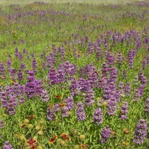 Monarda / Bee Balm Lemon Mint Purple Heirloom Pollinators Love 200 Seeds From US - £7.94 GBP