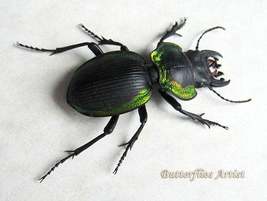 Real Rainbow Beetle Mouhotia Gloriosa Green RARE Entomology Collectible Display - $119.99