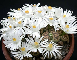 LITHOPS KARASMONTANA rare living stone mesemb pebble succulent seed 30 seeds - £7.07 GBP