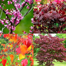 Fast Ship USA Seller 20 Forest Pansy Redbud Seeds Cercis Canadensis Forest Pansy - £9.30 GBP