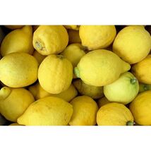 5+ Verna Lemon Seeds – Juicy Spanish Lemon Tree for Home Gardens - $16.50 5+ Verna Lemon Seeds – Juicy Spanish Lemon Tree for Home Gardens - $16.50