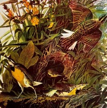 Meadowlark Bird 1946 Color Art Print John James Audubon Nature DWV2H - $29.99
