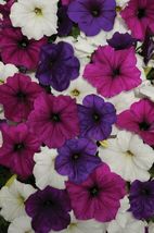 50 Pelleted Seeds Petunia Seeds Easy Wave Great Lakes Mix - Outdoor Living - £43.29 GBP