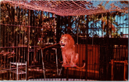 Caged Lion At The Chimp Farm Dania Florida Postcard - £4.08 GBP