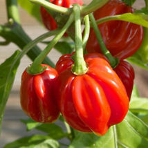 100 Seeds Red Scocth Bonnet Pepper Plant - £13.79 GBP
