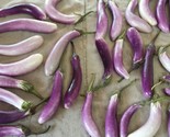 50 Bride Eggplant Seeds Fast Shipping - $8.99