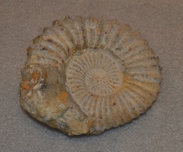 Rare Ancient Ammonite Genuine Fossil - £40.86 GBP