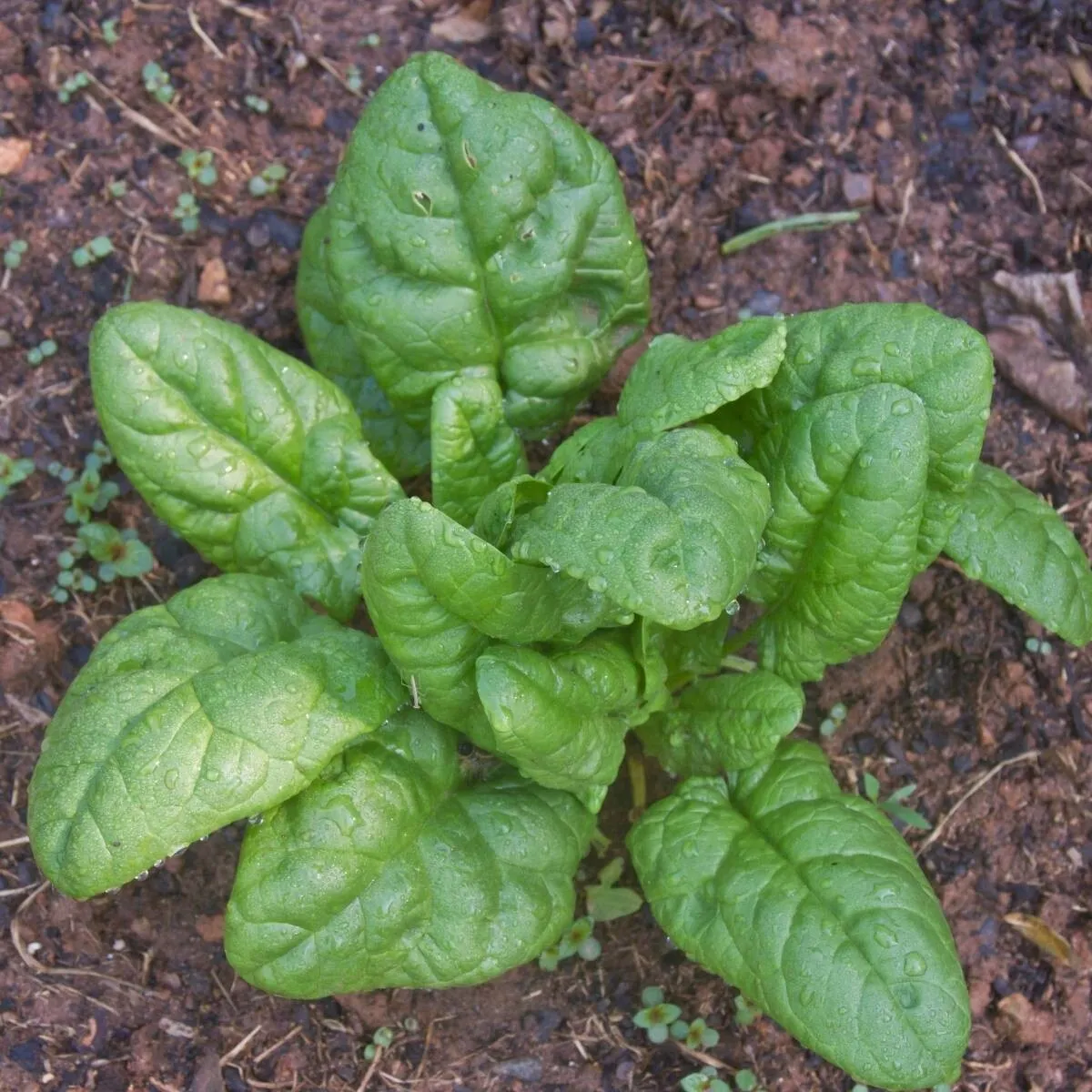 Spinach - Bloomsdale Long Standing 100 Seeds - £3.90 GBP