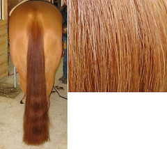 36&quot; - 1lb. 100% Genuine Horse Hair Medium Sorrel Show Tail Extension False Tail - £99.85 GBP