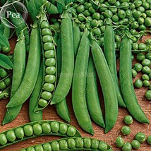 Heirloom Organic Green Arrow Pea Vegetable Seeds, Professional Pack, 500 Seeds / - £9.91 GBP