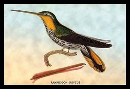 Hummingbird: Ramphodon Naevius by Sir William Jardine - Art Print - £17.29 GBP+