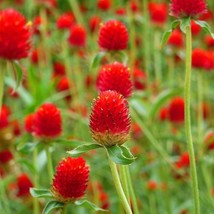 50 Gomphrena Strawberry Fields Seeds Fresh Gardening USA Shipping - £8.44 GBP