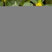 2000 Red Purslane Seeds Portulaca Oleracea Mild Spinach-Like Flavor. Ship Free. - £9.09 GBP