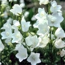 500 Seeds White Peach Leaved Bellflower Swift Growth Heirloom Garden Seeds - $8.35