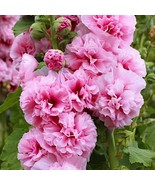 400 Seeds Miniature Hollyhock Flower Bonsai Plant - €13,95 EUR