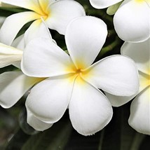 Hawaiian Plumeria Frangipani Cutting White with Yellow Center 1 Package - £20.77 GBP