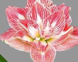 2 Amaryllis Vittata Bulbs Fw95210-106 Gardening USA SELLER - £34.08 GBP