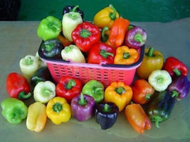 Fresh Seeds Grand Bell Mix Pepper Seeds Beautiful Mixed Colors - £17.73 GBP