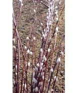 3 French Pussy Willow Plant 12-24in Tall Salix caprea Deciduous Shrub Li... - $73.84 CAD