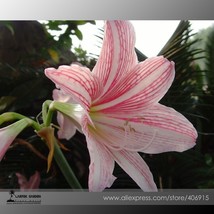 US Seller 50 Seeds Lilium Lily Flower Fragrant Flower S - $9.99