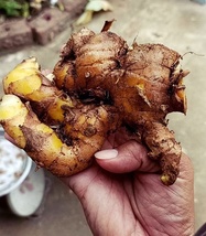 plai Zingiber cassumunar ginger 2 Fresh root for growing ThailandMrk - $5.00