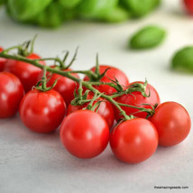 SKM 50 Seeds Cherries Jubilee Tomato Juicy Tomatoe Vegetable Edible Food... - $10.97