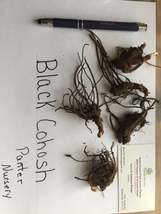 Black Cohosh 20 bulb/root Bugbane, Black Snakeroot image 3