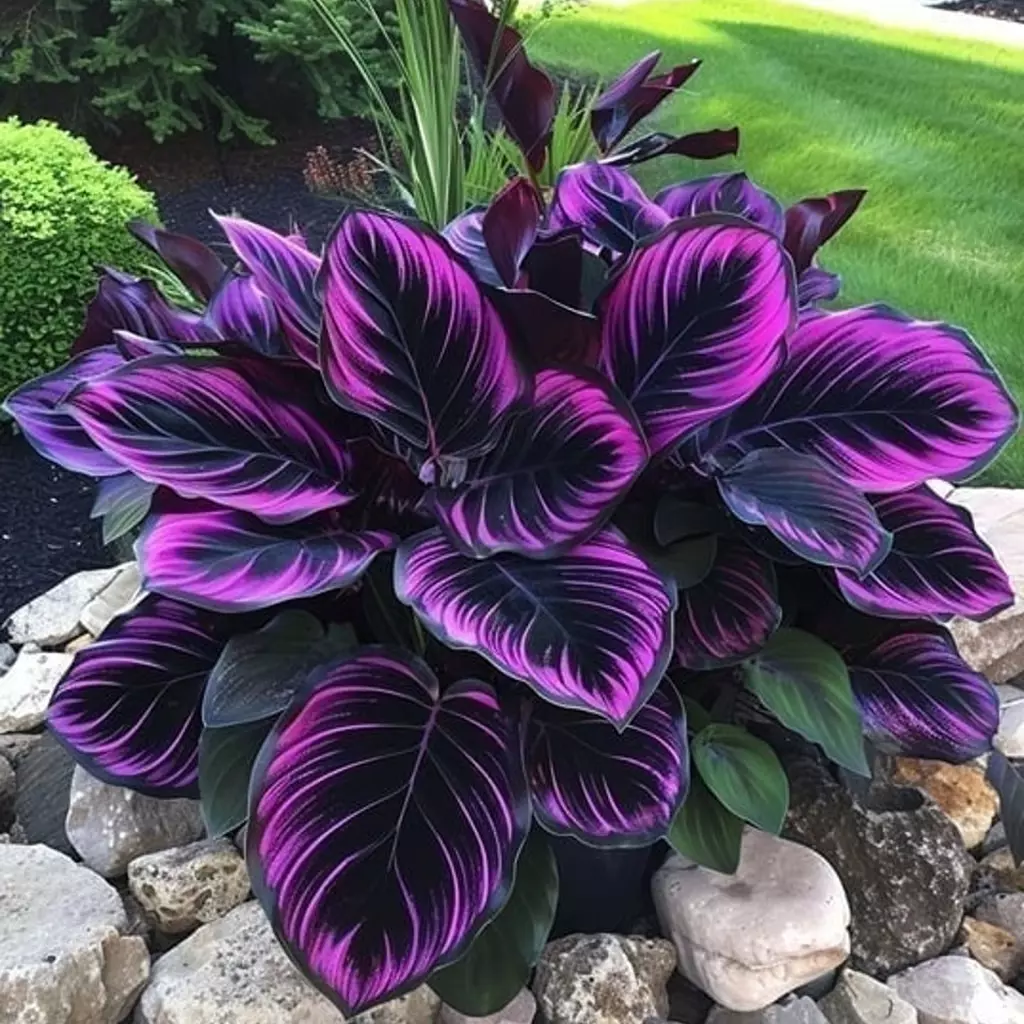 Purple Tip Calathea Couture 25 Seeds Flower Indoor or Outdoor Plant US S... - £7.65 GBP