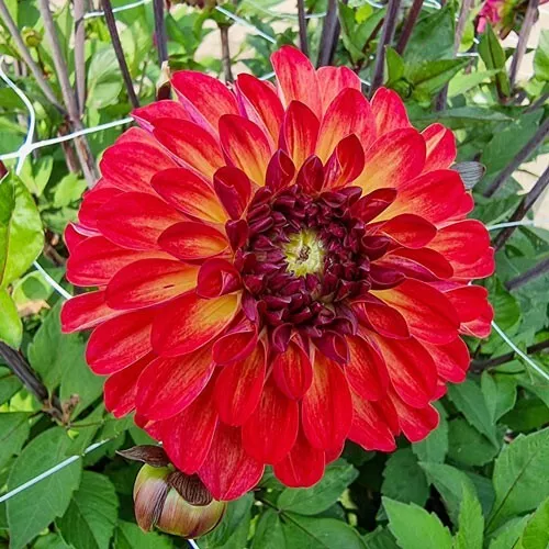 1 - DING A DONG Decorative Dahlia Bulb Tuber Clump GREAT IN PATIO POTS U... - $44.83 CAD