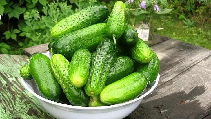 25 Seeds Pennsylvania Cucumbers Crunchy Vegetable Garden - $9.65