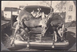 Pair of Deer Kill on ca. 1940s Truck Hood B&amp;W Vintage Photo - £9.14 GBP