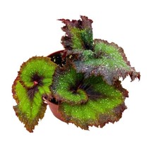 Harmony&#39;s Andromede Begonia Rex 4 inch Purple and Green Spiral - £14.45 GBP