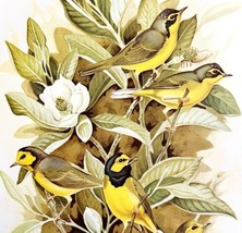Kentucky &amp; Hooded Warblers 1957 Lithograph Bird Art Print John H Dick DWDD4 - £39.49 GBP