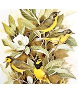 Kentucky &amp; Hooded Warblers 1957 Lithograph Bird Art Print John H Dick DWDD4 - £39.32 GBP