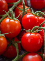 30 Fresh Seeds Tomato Red Cherry Large Organic Non-Gmo Heirloom - £7.56 GBP