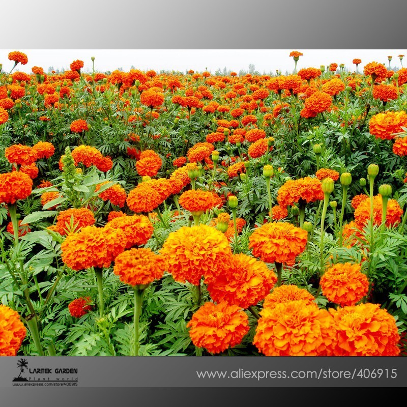 New Fresh Mixed Chrysanthemum Seeds Perennial Flowering Rose Pink Orange... - $3.36