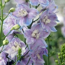 50 pcs Lavendar Delphinium Seed Perennial Flower Garden Seed Flowers - £9.92 GBP