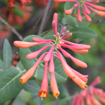 Lonicera sempervirens - Trumpet Honeysuckle Coral Live Plant - Beautiful Flower - £65.52 GBP