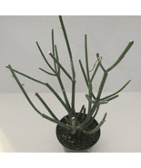 Pencil Cactus Plant Euphorbia Tirucalli 12 - 15in - $24.42 CAD