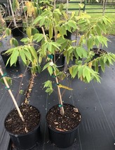 Jamaican ￼Cherry Tree (Strawberry Tree) Hard To Find. Fast Growing. Yummy Fruits - £98.32 GBP