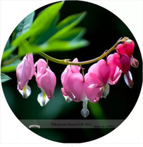 Heirloom Red Lamprocapnos spectabilis Bleeding-Heart Plant Flower Seeds - £9.09 GBP